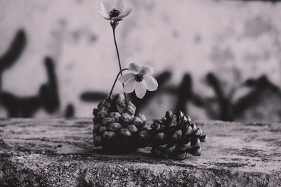 Close-up of berry growing on plant