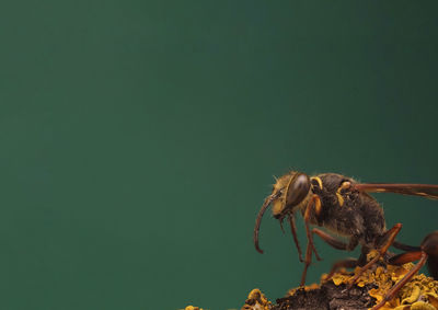 Close-up of insect on leaf