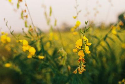 Close-up of yellow flowering plant on field