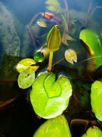 Close-up of leaf floating on water