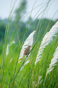 The striated babbler is a species of bird in the family leiothrichidae