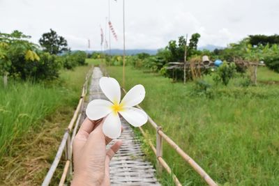 Cropped hand holding frangipani on field 