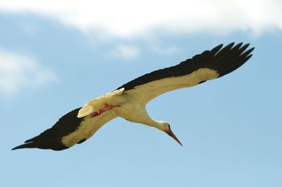 Low angle view of bird flying against sky