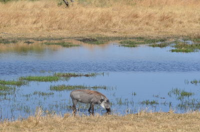 Horse drinking water