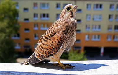 Close-up of castral perching on retaining wall