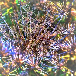 Close-up of plant