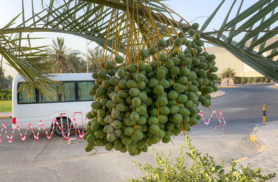 Low angle view of plants on street