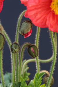 Close-up of succulent plant