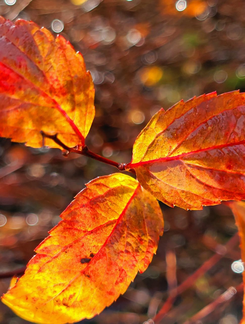 autumn, leaf, plant part, nature, plant, tree, yellow, orange color, beauty in nature, outdoors, red, close-up, no people, leaf vein, tranquility, maple leaf, environment, autumn collection, maple tree, land, day, branch, focus on foreground, multi colored, flower, forest, sunlight, water, landscape, scenics - nature, leaves