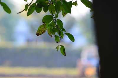 Close-up of plant against blurred background