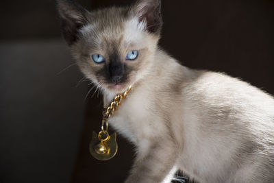 Close-up portrait of a cat