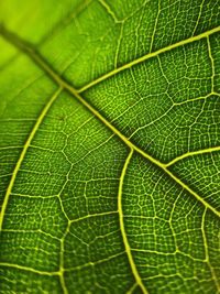 Full frame shot of green leaves