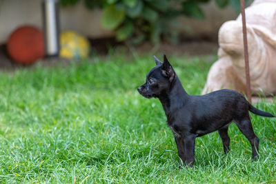 Black dog lying on grass