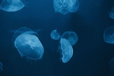 Jellyfish swimming 