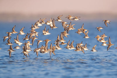 Seagulls flying over sea