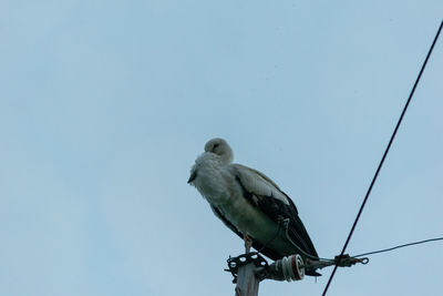 Low angle view of bird perching on cable against clear sky