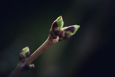Close-up of hand on flower