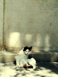 Cat sitting on floor