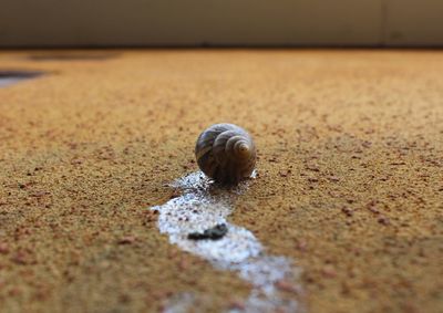 Close-up of snail on sand