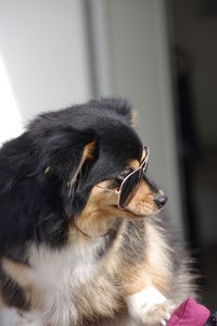 Close-up of a dog looking away