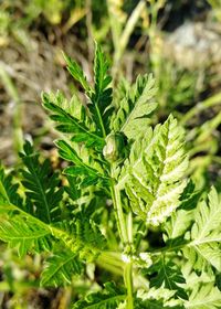 Close-up of fresh green plant