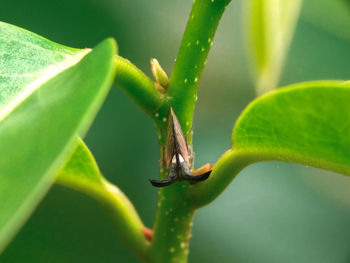 Close-up of insect on leaf