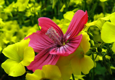 Close-up of pink hibiscus flower