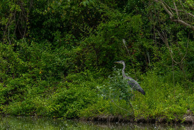 View of a bird in a forest