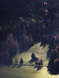 Aerial view of trees growing on landscape