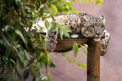 Snow leopard waiting for lunch 