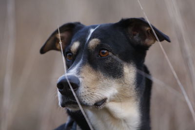 Close-up of dog looking away