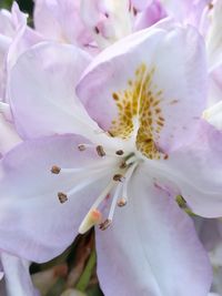 Close-up of white flowers