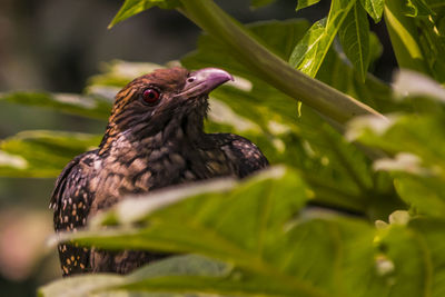 Close-up of a bird