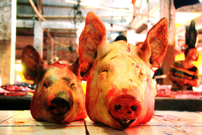 Close-up of an animal in market