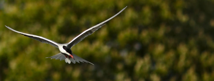 Close-up of bird flying against blurred background