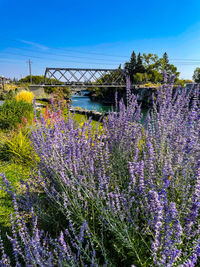 Purple flowering plants on field against sky