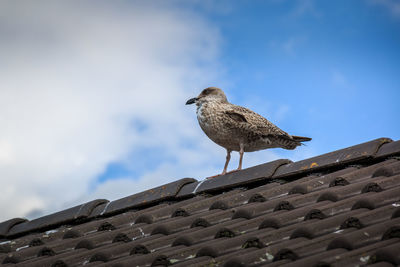 Low angle view of seagull on roof