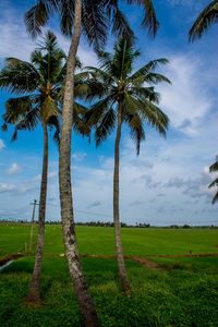 Palm trees on field against sky