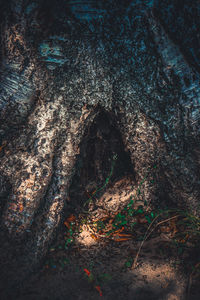 Close-up of tree trunk in forest