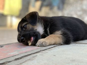 Close-up of dog