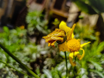 Close-up of yellow flowering plant