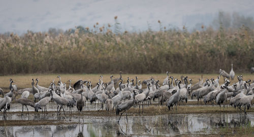 Gray herons perching in lake against sky