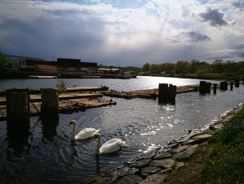 Swans swimming in lake against sky