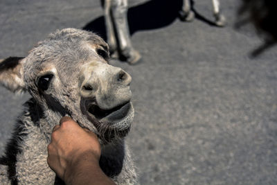 Close-up of hand feeding