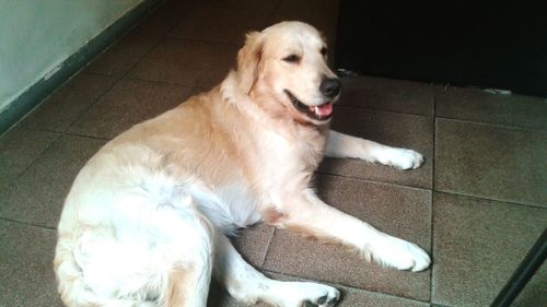 Dog resting on the ground