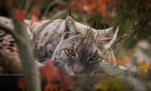 Close-up of cat