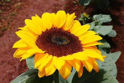 Close-up of fresh sunflower blooming on field