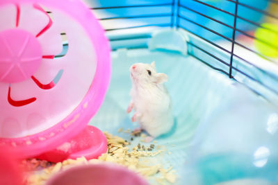 Close-up of an animal in cage