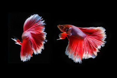 Close-up of fish swimming in tank