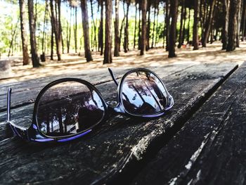 Trees in forest